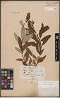 Foto von Salix caprea L. x Salix eleagnos Scop.